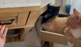 バスルームのドレッサー。その引き出しを開けると・・、そこにはお昼寝している子たちが！！【アメリカ・動画】