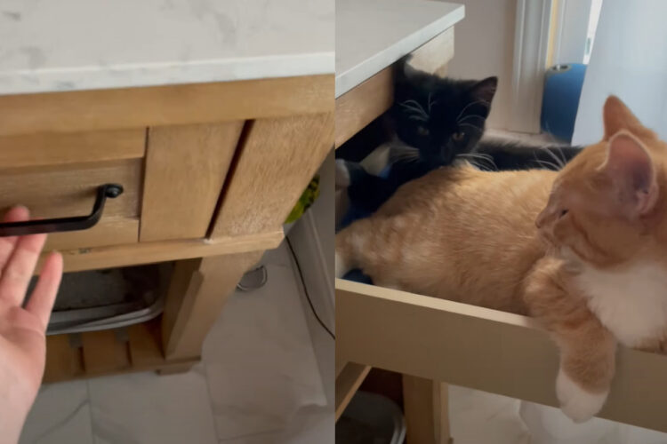 バスルームのドレッサー。その引き出しを開けると・・、そこにはお昼寝している子たちが！！【アメリカ・動画】