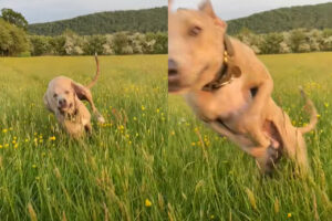 原っぱを元気に走り回る犬。一直線に向かってくると思ったら・・その勢いのままダイブ！？