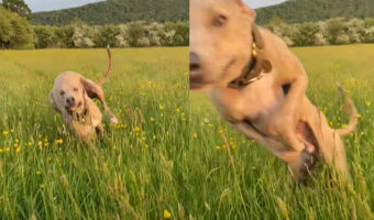 原っぱを元気に走り回る犬。一直線に向かってくると思ったら・・その勢いのままダイブ!?