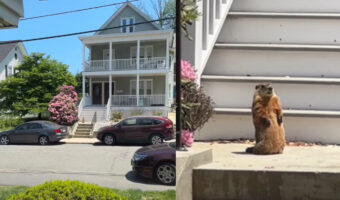 向かいの家になにかいる!外の階段をよく見てみるとそこには『ある生き物』が!!