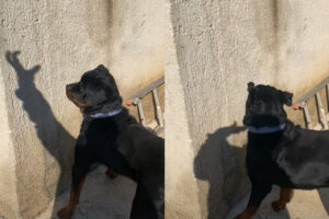 ロットワイラーが気になるのは・・壁に映った飼い主さんの手の影！【海外・動画】