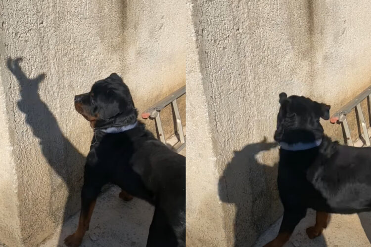 ロットワイラーが気になるのは・・壁に映った飼い主さんの手の影！【海外・動画】