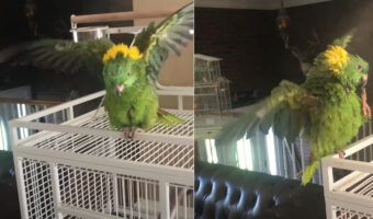 ビートに乗るインコ。ショータイムとばかりに歌って踊って、即興パフォーマンスを見せてくれています！！【アメリカ・動画】