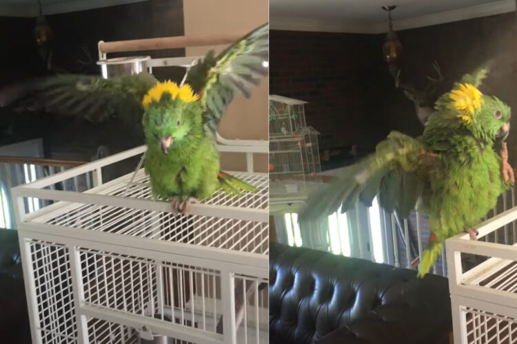 ビートに乗るインコ。ショータイムとばかりに歌って踊って、即興パフォーマンスを見せてくれています！！【アメリカ・動画】