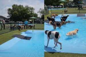 暑い日ややっぱりプールで水浴びに水遊び！！プールに入れてもらえるのを待つ犬たちが愛らしい