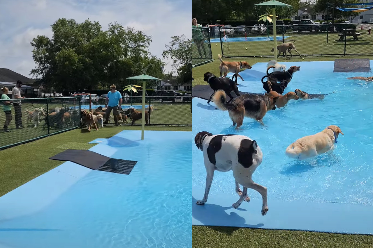 暑い日ややっぱりプールで水浴びに水遊び!!プールに入れてもらえるのを待つ犬たちが愛らしい