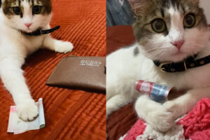 貯金でもするの？猫がお金を持っていっちゃった！！しかも返すつもりもなさそうです・・【海外・動画】