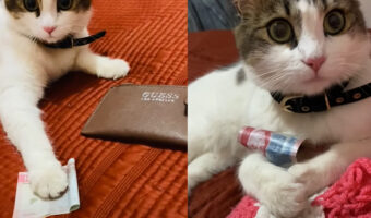 貯金でもするの?猫がお金を持っていっちゃった!!しかも返すつもりもなさそうです・・【海外・動画】