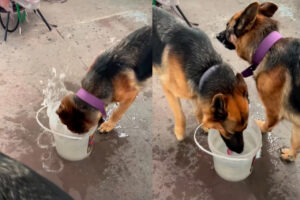 水を飲むだけでも個性が出る！水をガブガブ頭を容器に突っ込んで飲む子と優雅に飲む愛犬たち【海外・動画】