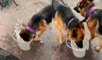 水を飲むだけでも個性が出る!水をガブガブ頭を容器に突っ込んで飲む子と優雅に飲む愛犬たち【海外・動画】