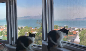 窓越しに顔を合わせた猫とカモメ。ふたりは鳴き声で会話しているみたい！？【海外・動画】