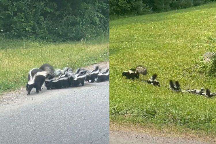 道路脇にスカンクの家族が！みんな仲良く離れないようにしながら進んでいきます！！【海外・動画】