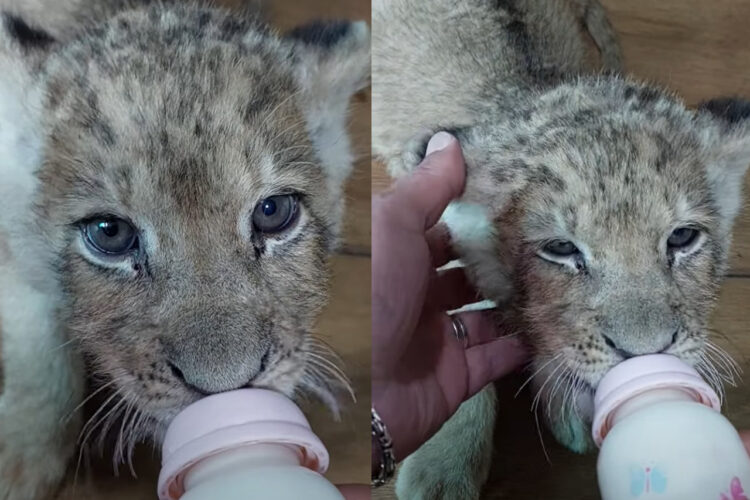 哺乳瓶をくわえた子ライオン。クピクピと一生懸命ミルクを飲むのがかわいい！【海外・動画】