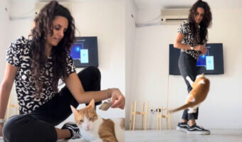 ブラッシングが大好きな猫。続けてほしくて、飼い主さんに飛びかかって猛抗議!!【海外・動画】