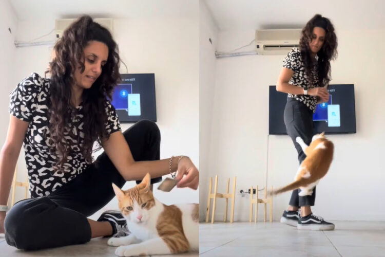 ブラッシングが大好きな猫。続けてほしくて、飼い主さんに飛びかかって猛抗議！！【海外・動画】