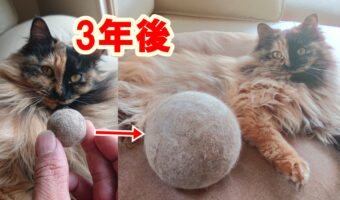 3年間に渡って愛猫の抜け毛を丸め続けた結果が凄まじいことに!!「美術品的なものを感じました」「フェルトみたい」