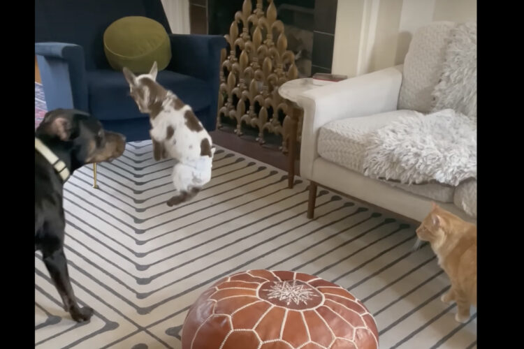 クッションの上からジャンプするヤギの赤ちゃん。まだおむつを履いていますが、その跳躍力が侮れない！！【アメリカ・動画】