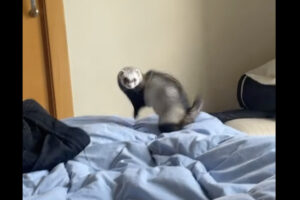 ベッドを独占して喜びをあらわにするフェレット。同居猫を追い出し歓喜のジャンプを繰り返していたところ・・【海外・動画】