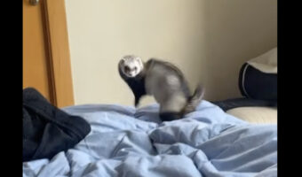 ベッドを独占して喜びをあらわにするフェレット。同居猫を追い出し歓喜のジャンプを繰り返していたところ・・【海外・動画】