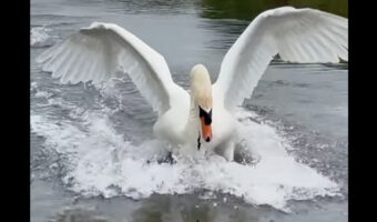 白鳥の着水がスゴい！水面を切ってスピードを落とす足ブレーキも絵になる！！