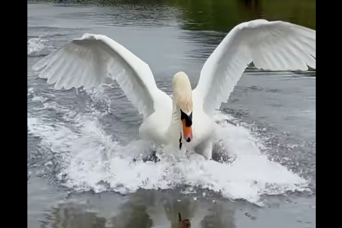 白鳥の着水がスゴい！水面を切ってスピードを落とす足ブレーキも絵になる！！