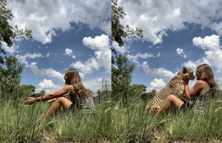 まるでペットの猫！女性の腕の中に飛び込み、気持よさそうに撫でてもらうのは・・、チーター？！！【海外・動画】