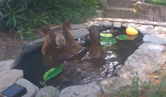池に入ってくつろぐクマ。実はこの池、もっと小さかったものをよクマが涼めるように大きくしたんです！！【アメリカ・動画】