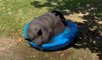 プールで涼む大きなブタ。強い日差しに照らされながら浸かってリラックスタイム？？【アメリカ・動画】