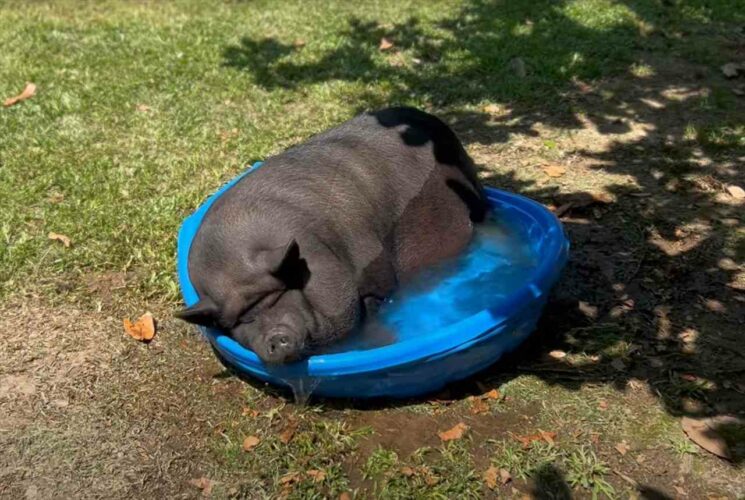 プールで涼む大きなブタ。強い日差しに照らされながら浸かってリラックスタイム？？【アメリカ・動画】