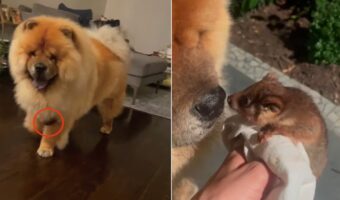 外から戻ったチャウチャウに何かが？お外でお友達を作って連れてきちゃったチャウチャウさん【海外・動画】