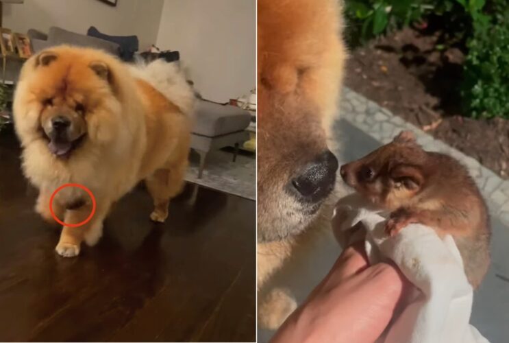 外から戻ったチャウチャウに何かが？お外でお友達を作って連れてきちゃったチャウチャウさん【海外・動画】