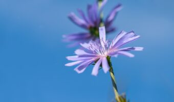 白菜にも似た「チコリー」とはどんな野菜?「チコリコーヒー」のチコリも同じものの事?