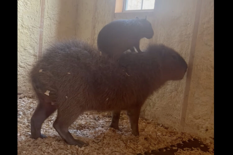 楽しく遊んで過ごすカピバラの赤ちゃん。この日の遊び場は大きな体格をしたお友達の背中です！！【アメリカ・動画】