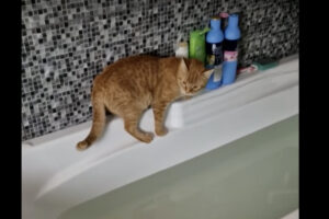 バスタブの周りを探検していた茶トラ猫。バッグで戻ろうとしていますが・・、無事に戻ってこれるかな？？【海外・動画】