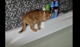バスタブの周りを探検していた茶トラ猫。バッグで戻ろうとしていますが・・、無事に戻ってこれるかな??【海外・動画】