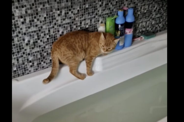 バスタブの周りを探検していた茶トラ猫。バッグで戻ろうとしていますが・・、無事に戻ってこれるかな？？【海外・動画】
