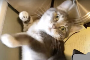 猫が液体だったばっかりに・・。机の上でゴロゴロしていた猫が僅かな隙間に吸い込まれていってしまいました！！