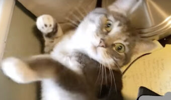 猫が液体だったばっかりに・・。机の上でゴロゴロしていた猫が僅かな隙間に吸い込まれていってしまいました!!