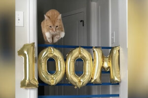 茶トラ猫のジャンプチャレンジ！高くジャンプしたり狭い場所をジャンプですり抜けます！！