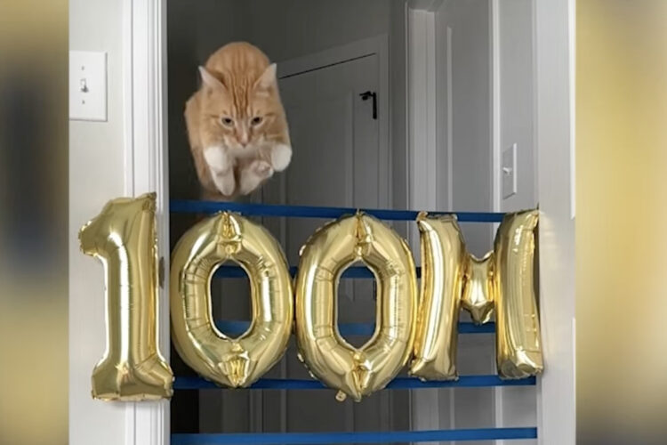 茶トラ猫のジャンプチャレンジ！高くジャンプしたり狭い場所をジャンプですり抜けます！！