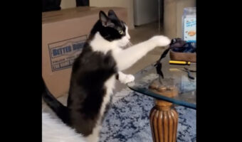 おやつが欲しい猫。おててをおやつの入った容器に伸ばしていますが・・、しっかり目も合っているしこれって実はおねだり中？