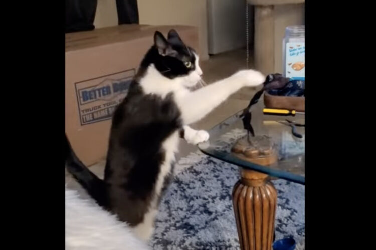 おやつが欲しい猫。おててをおやつの入った容器に伸ばしていますが・・、しっかり目も合っているしこれって実はおねだり中？