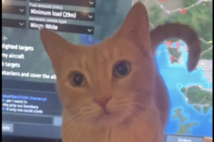 これはゲームどころじゃない！パソコンモニターの前にやってきた猫はナデナデしてほしいみたい！！