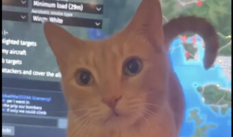 これはゲームどころじゃない!パソコンモニターの前にやってきた猫はナデナデしてほしいみたい!!