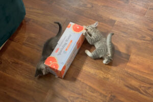 空き箱で遊ぶ子猫たち。元気な2匹は夢中になって遊び回っています！！【アメリカ・動画】