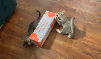 空き箱で遊ぶ子猫たち。元気な2匹は夢中になって遊び回っています!!【アメリカ・動画】
