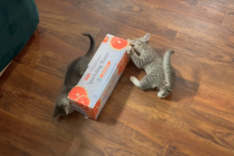 空き箱で遊ぶ子猫たち。元気な2匹は夢中になって遊び回っています！！【アメリカ・動画】