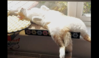 【癒しの動画紹介】最高のお昼寝スポットを見つけた猫が窓辺の日向でヘソ天