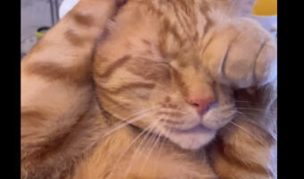 仰向けになって顔をクシクシ。顔を洗おうとする猫ですが・・、この子は毛づくろいや顔を洗うのが苦手みたい【アメリカ・動画】